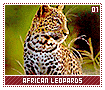 africanleopards01