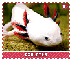 axolotls01