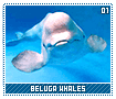 belugawhales01
