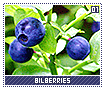 bilberries01