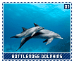 bottlenosedolphins01