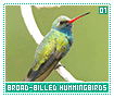 broadbilledhummingbirds01