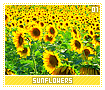 sunflowers01